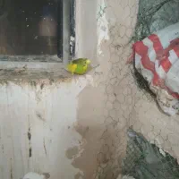 مرغ عشق نر ماده جفت تخم گذار|پرنده|باروق, |دیوار