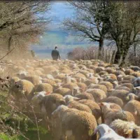 چوپانی ، گله داری