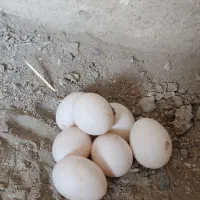 تخم کبوتر تازه