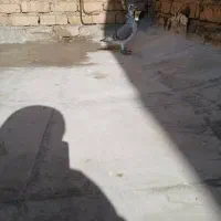 کبوتر بزک سینه سفید