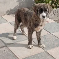 یک عدد کوچوک فروشی