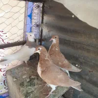 خوشرنگ زرد چشم چنگ سفید|پرنده|شیراز, مسلم|دیوار