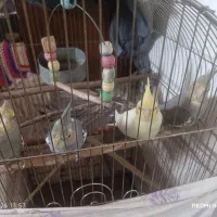 عروس|پرنده|قم, ولیعصر|دیوار