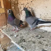 سبز دم سفید بدرد بخور