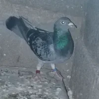 کفتر پلاکی