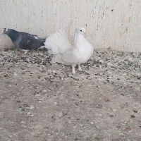 یه نر گردن کلفت چتری کاکلی پرپا|پرنده|کاشان, عربها|دیوار