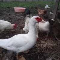 خروس و اردک اسراییلی