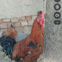 2عدد خروس نژاد دار