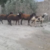 بره ماده جنس بالا