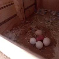 مرغ عشق های مولد با قفس|پرنده|سقز, |دیوار