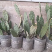 انواع کاکتوس