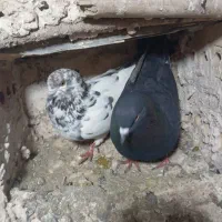 کفتر یا کبوتر