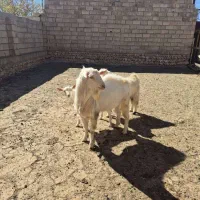فروش چپش یه ساله سانن اصل|حیوانات مزرعه|بروجن, |دیوار