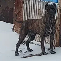 توله اصیل کنکورسو ایتالیانو