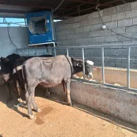 سه راس گوساله گاومیش نر درجه یک|حیوانات مزرعه|جره و بالاده, |دیوار