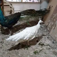 یک جفت طاووس مولد|پرنده|مشهد, ولیعصر (شهرک غرب)|دیوار