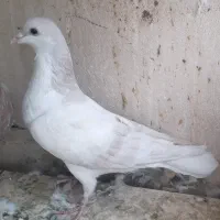 سالم بالغ|پرنده|مبارکه, |دیوار