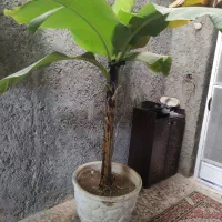 درخت موز ۴ساله در شرق اصفهان براآن شمالی