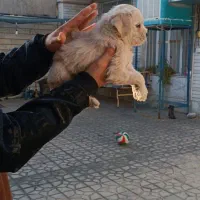 توله شیتزو فلت|سگ|فسا, |دیوار