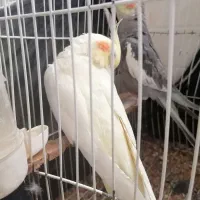 عروس هلندی|پرنده|گرگان, |دیوار