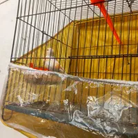 قناری مزایکی سرخ ماده اماده سهره خاکی قفس مهردار|پرنده|مشهد, شهید معقول|دیوار