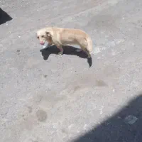 سگ ماده گمشده|حیوانات|رفسنجان, |دیوار