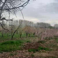 ۱۰۰۰ متر باغ اسماعیل آباد سرخاب