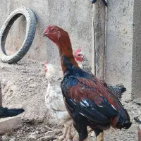 خروس لاری|حیوانات مزرعه|تایباد, |دیوار