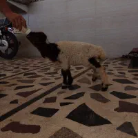 ۲راس بره شیری نر و ماده