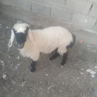 سلام کسی خواست در خدمتم بره و بز مری