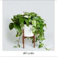 پرستار خانم مراقب برا خانم