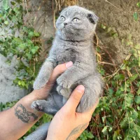 آماده تحویل و بازدید اسکاتیش فولد