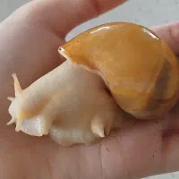 حلزون آچانیتا آلینو