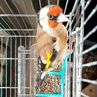 سهره دورگ کراواتی عتیقه مخصوص عشقباز|پرنده|شیراز, باغشهر قصر سبز|دیوار