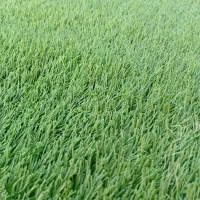 چمن نو  زیر قیمت بازار