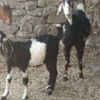 بز دورگ جوان با کهره ماده بزرگ ۲۴میلیون