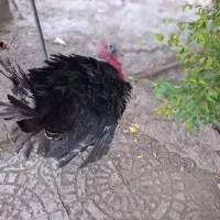 بوقلمون