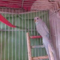 ۶تامرغ عشق جوان وزیبا