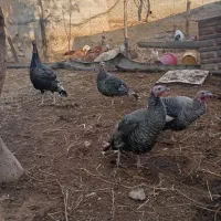 بوقلمون|حیوانات مزرعه|آشخانه, |دیوار