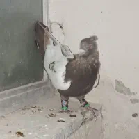 سه عدد حیوون درجه یک