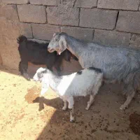 بز هلندی دوقلو زا با دوتا بزغاله وبز آبستن اول شکم