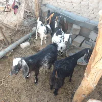 فروش بز گوسفنددقلوزا و سه قلومال مالداری