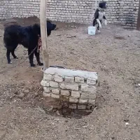 سگ قدرجونی|سگ|اصفهان, قهجاورستان|دیوار