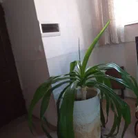 گل سوسن عنکبوتی