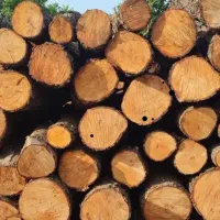 خرید چوب باغی وجنگلی بامجوز