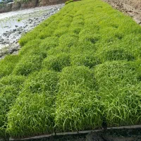 توم علی کاظمی درجه یک **