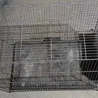 قفس