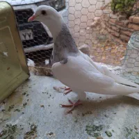 کفتر طوقی ماده|پرنده|تهران, مسگرآباد|دیوار