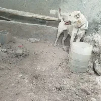 سگ عراقی ماده