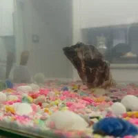 آکواریم شیشه خم